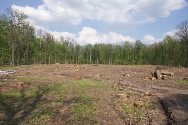 Pasture Clearing in Sandy