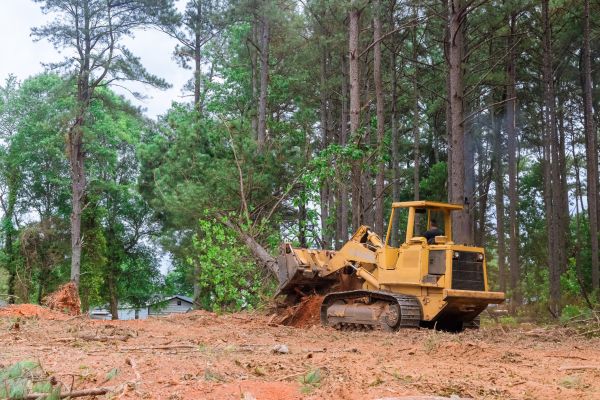 Forest Thinning in Sandy