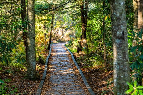 Trail Clearing in Sandy